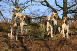 Fell Foxhounds on the Cumbrian Fells by Betty Fold Gallery